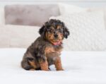F1b female Cavapoo puppy Acadia
