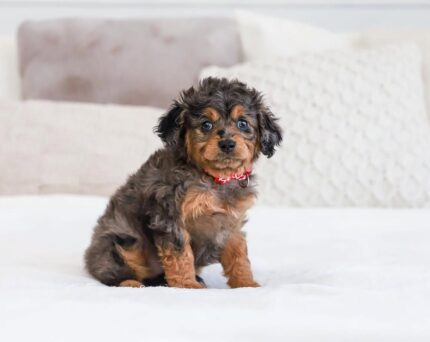 F1b female Cavapoo puppy Acadia