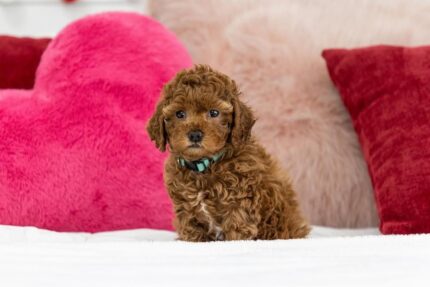F1b Cavapoo puppy Frostine