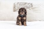 Cute F1b female Cavapoo puppy – North