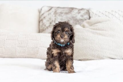 Cute F1b female Cavapoo puppy – North