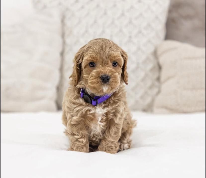 photo_2025-06-24_17-16-03 Affectionate female Cavapoo puppy – Twinkle