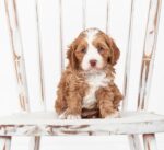 Cute F1b female Cavapoo puppy – Fiona