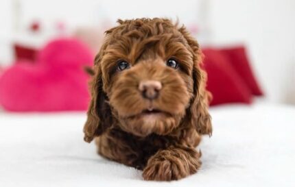 Avalanche male Cavapoo puppy – chocolate coat