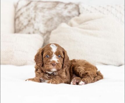 Cute F1b male Cavapoo puppy – Colden