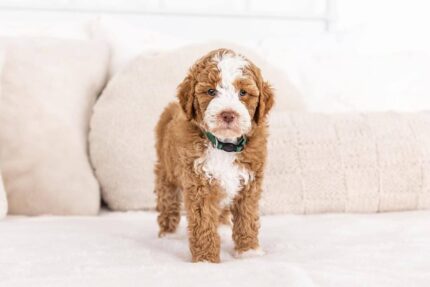 Cute F1b male Cavapoo puppy – River