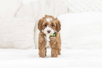 Cute F1b male Cavapoo puppy – Cricket